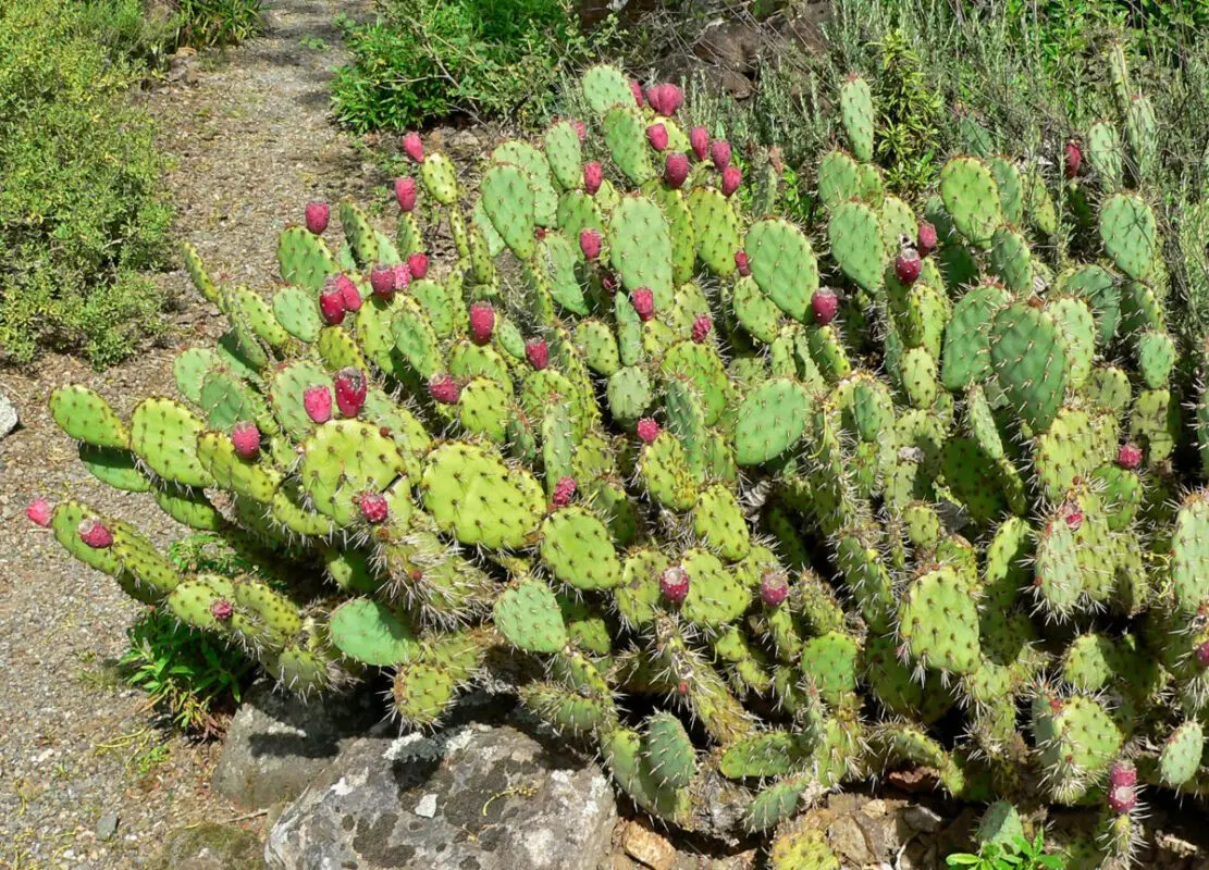 Opuntia: useful and medicinal properties of the prickly pear cactus. Video