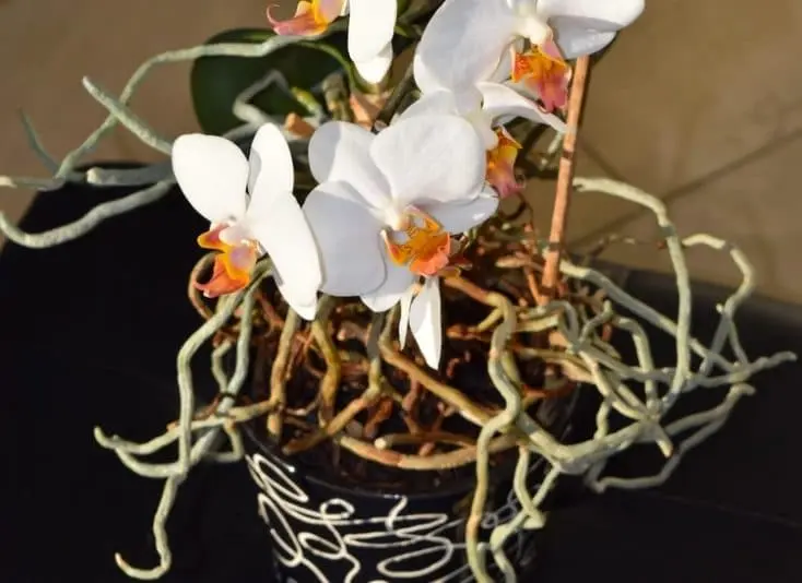 Orchid aerial roots &#8211; are they pruned