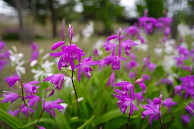 orchid contains a cure for cancer