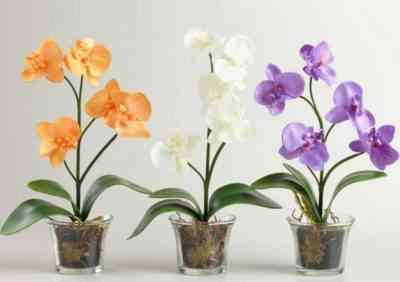 Orchid peduncle: what to do after flowering, whether to cut it off