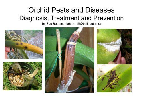 Orchid pests: treatment