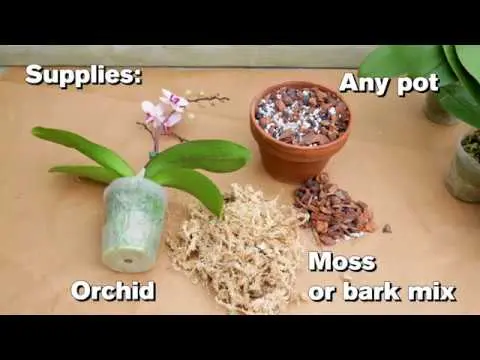 Orchid transplant at home. Video