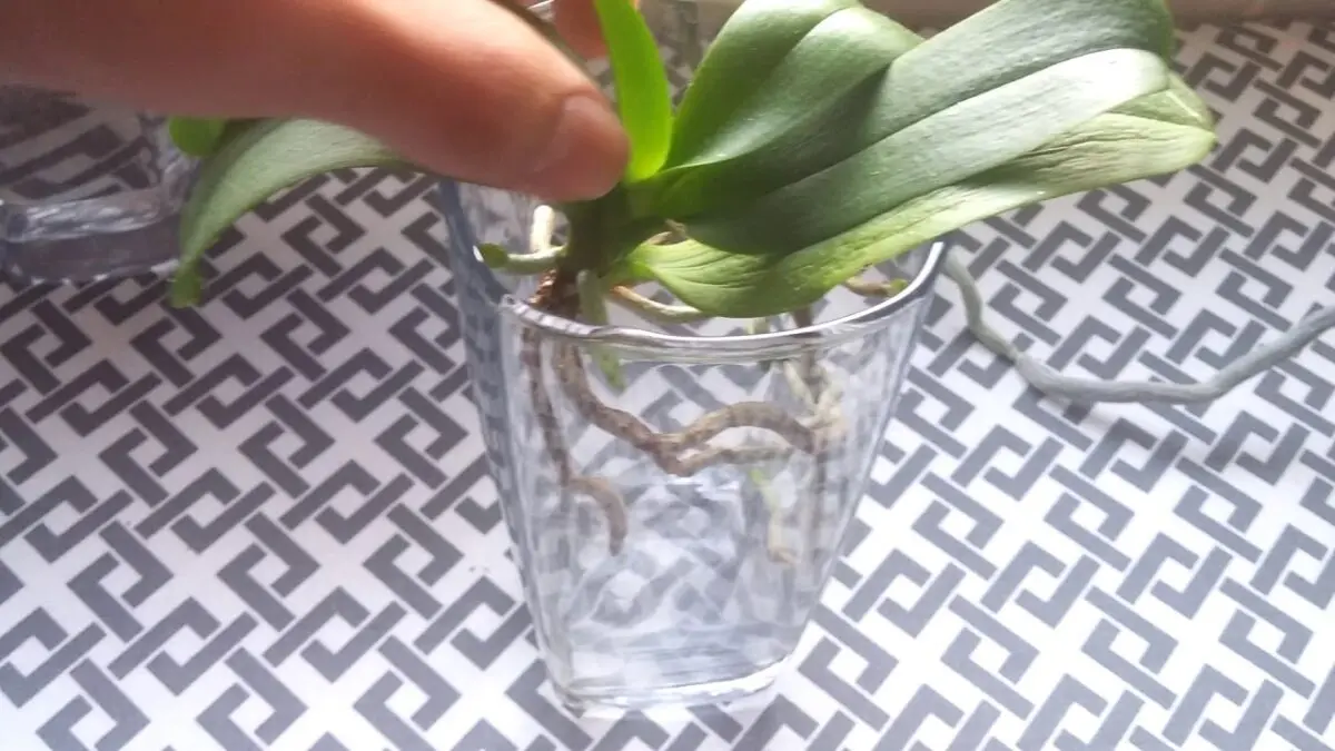 Orchid without roots: how to save