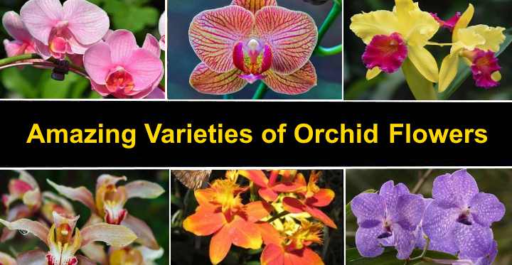 Orchids: description and name of varieties