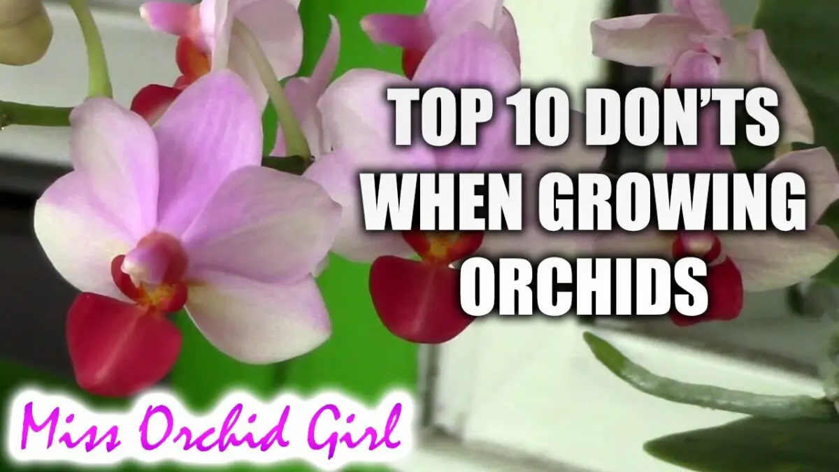 Orchids for beginners: how to care