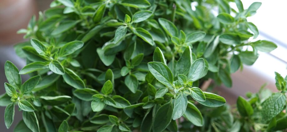 Oregano plant: herbaceous plants for outdoor use