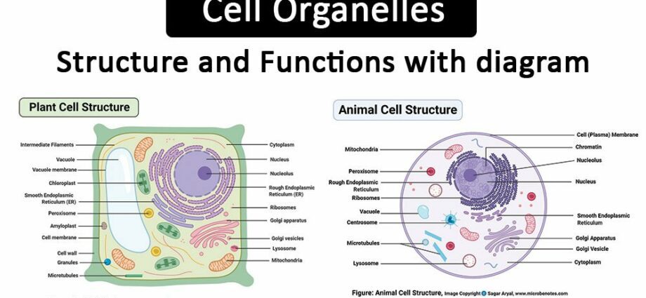 Organelle: definition of this cell function