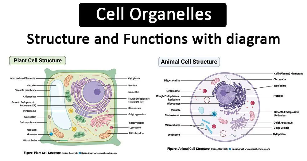 Organelle: definition of this cell function