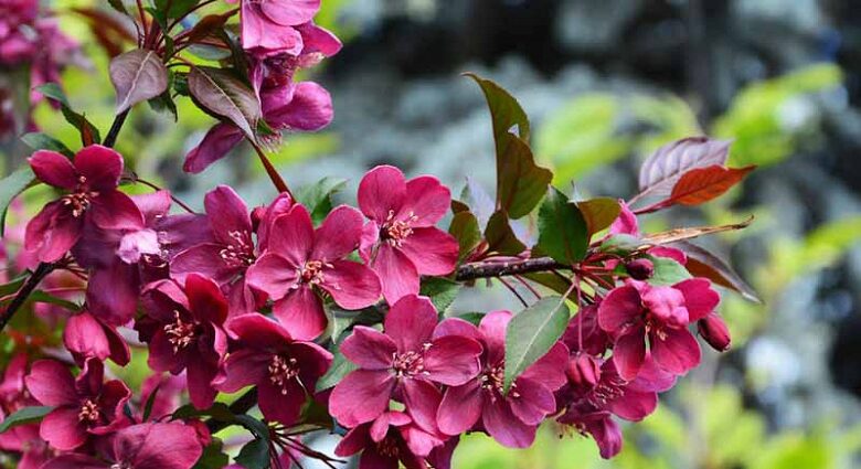 Ornamental apple tree Royalty, planting