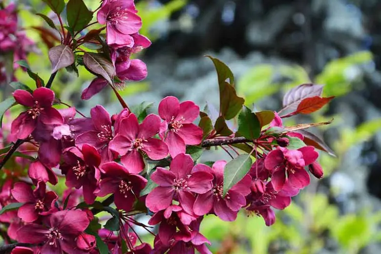 Ornamental apple tree Royalty, planting