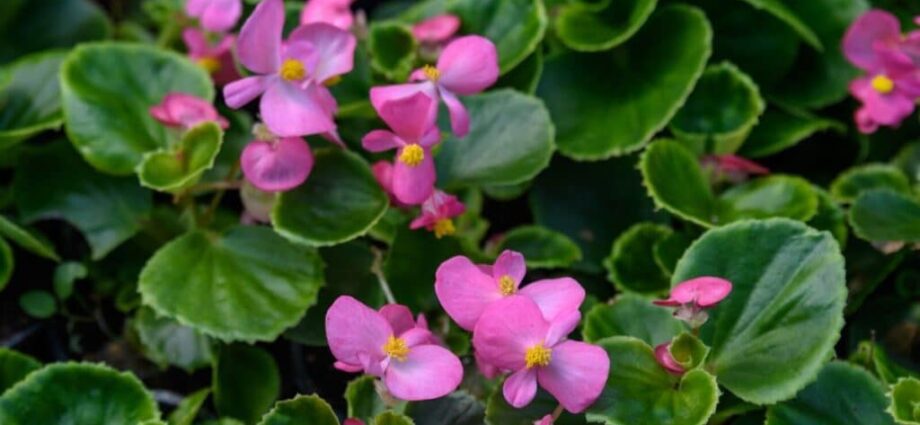 Ornamental begonias care