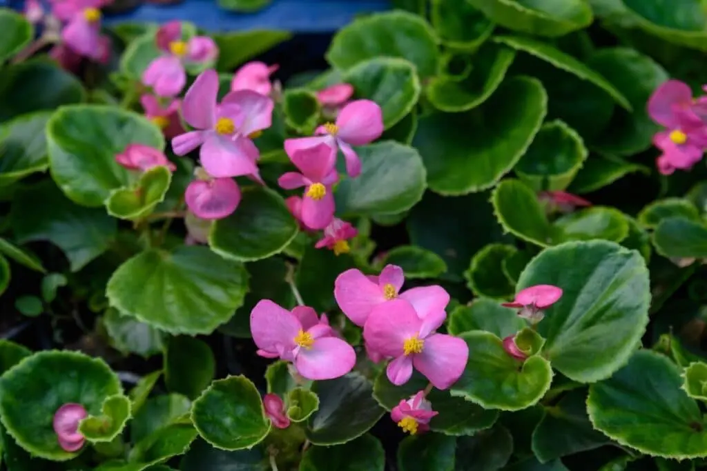 Ornamental begonias care