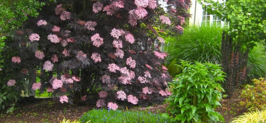 Ornamental elderberry: shrub in landscape design