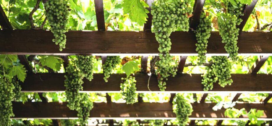 Ornamental grapes: planting trees and shrubs