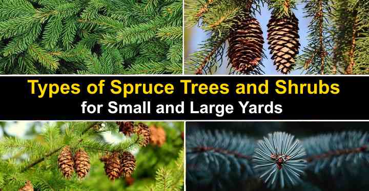 Ornamental trees and shrubs: Canadian gray spruce