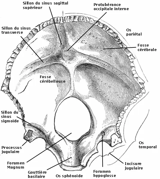 Os occipital