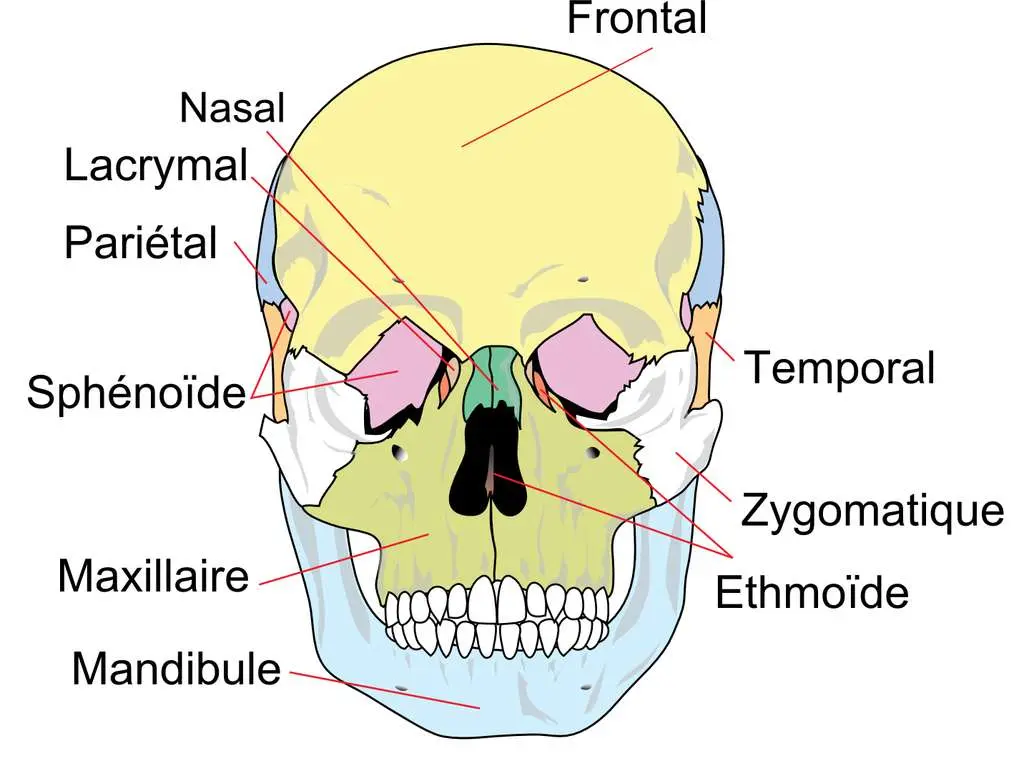 Os zygomatique