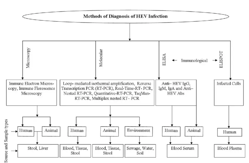 Other approaches to hepatitis A