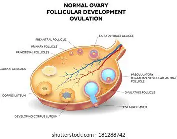 Ovarian follicle