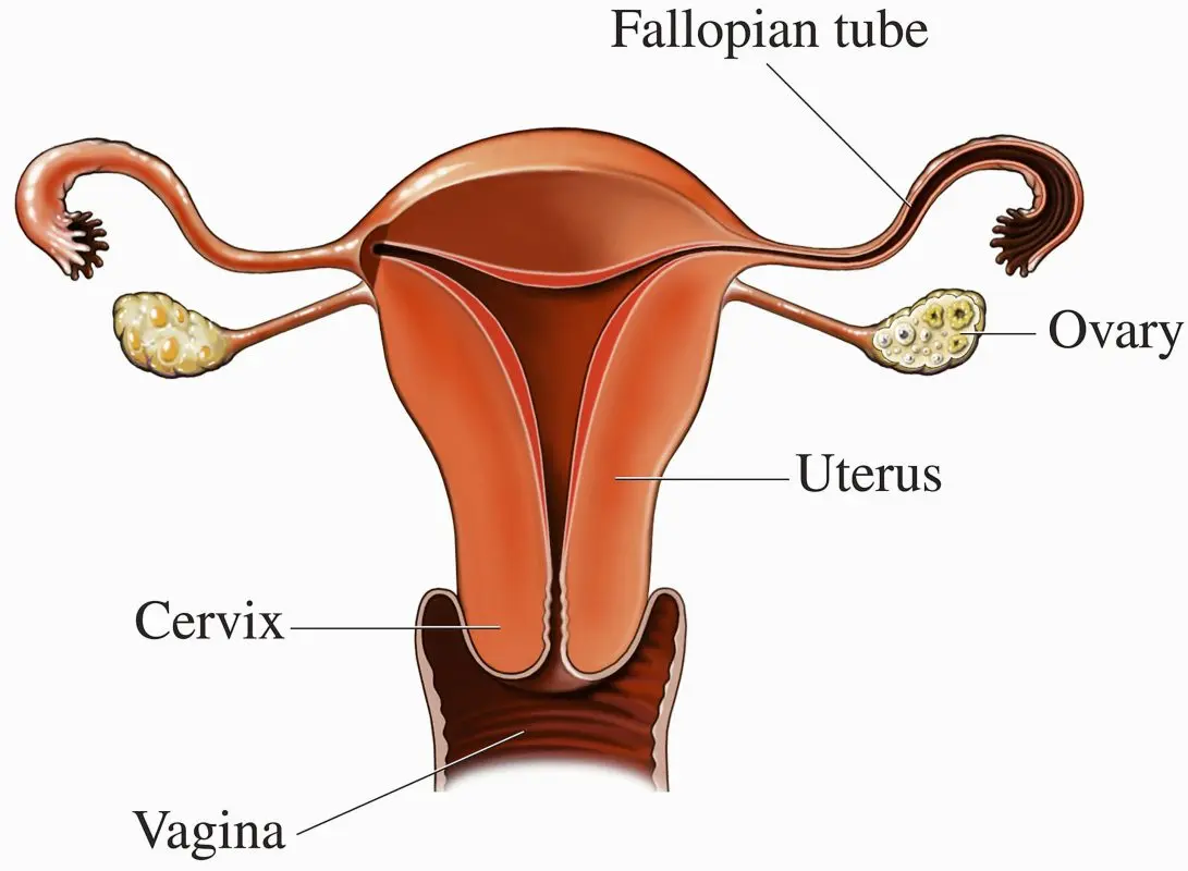 Ovary