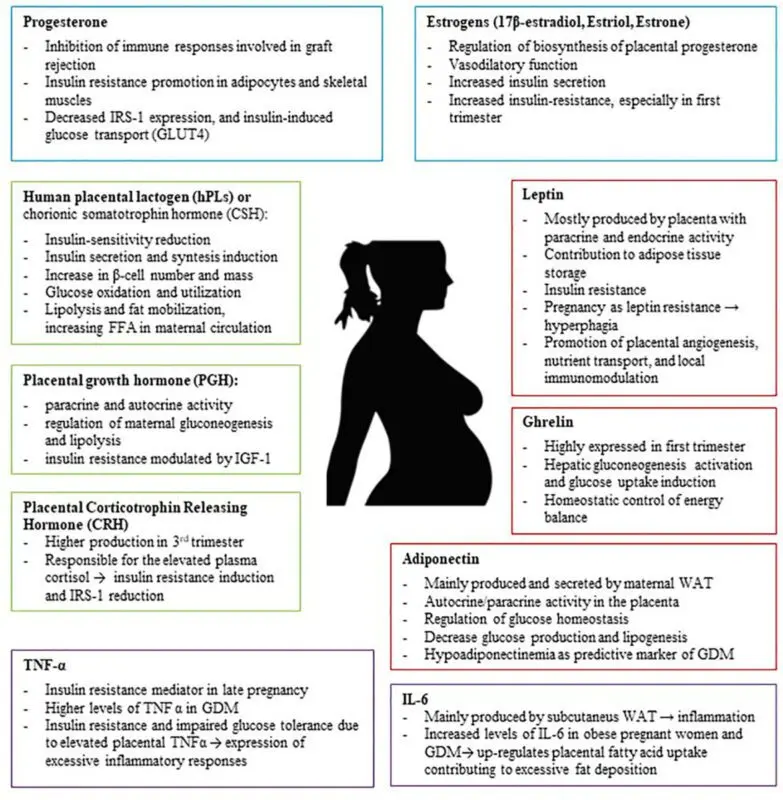 Overweight during pregnancy, complications, hormones in obesity