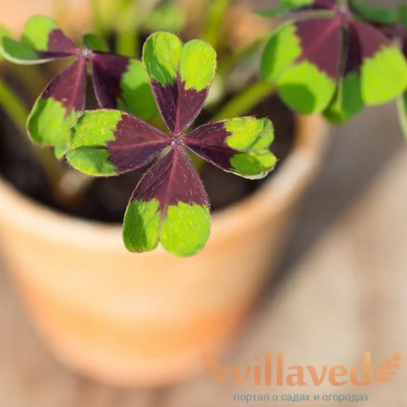 Oxalis: landing, leaving