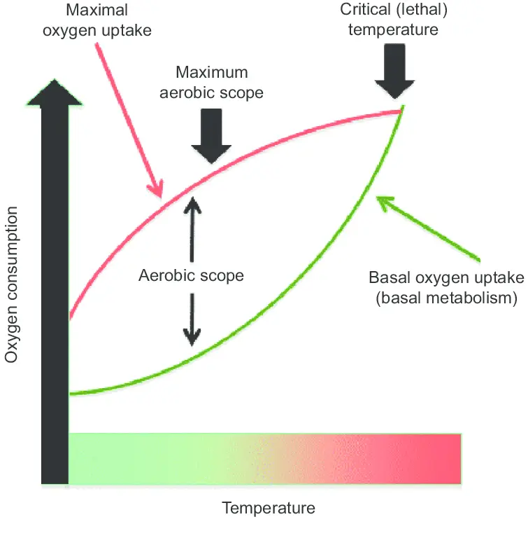 Oxygen scope: what is it, what is it for?