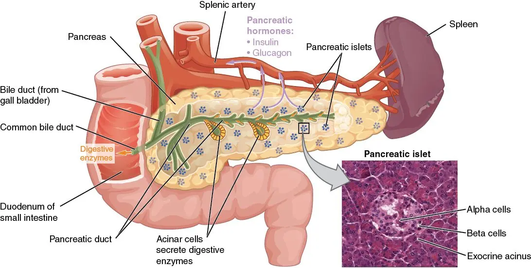 Pancreas: Anatomy, Functions, Treatments