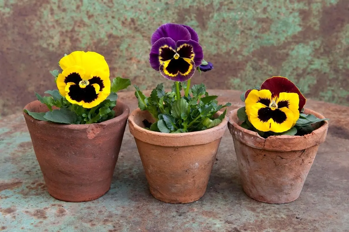 Pansy flowers: planting, care