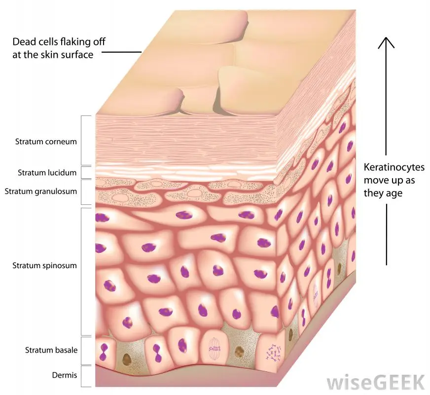 Parakeratosis: definition, causes and treatments