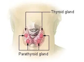 Parathyroid