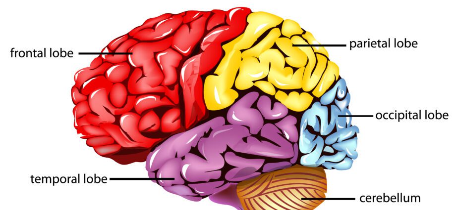 Parietal lobe