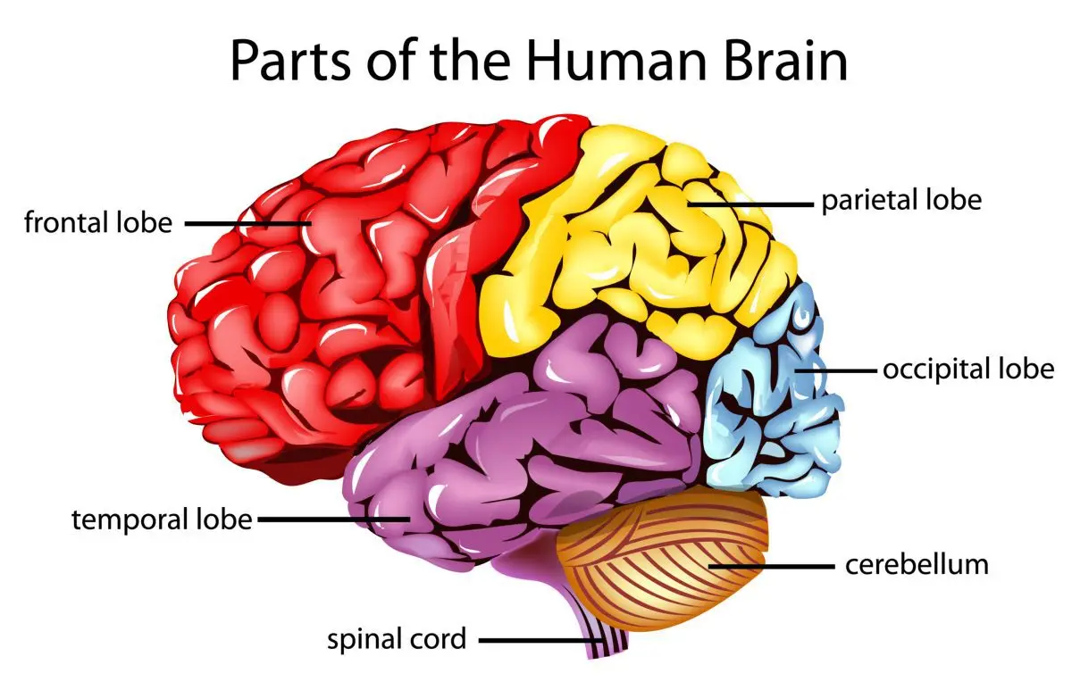 Parietal lobe