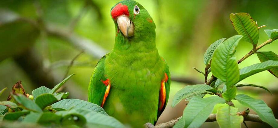 Parrot for a child: interesting facts, which one is better, which one to get