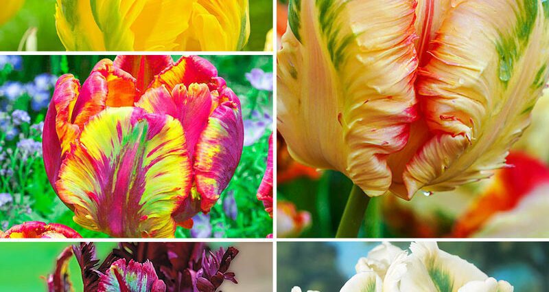 Parrot tulips: varieties, photo