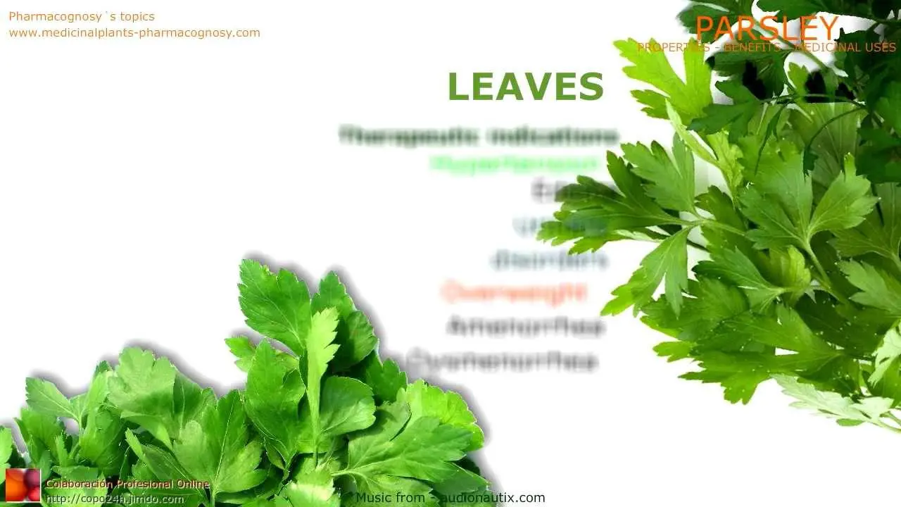 Parsley: useful and medicinal properties. Video