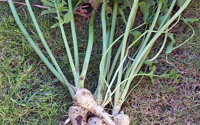 Parsnip vegetable: growing