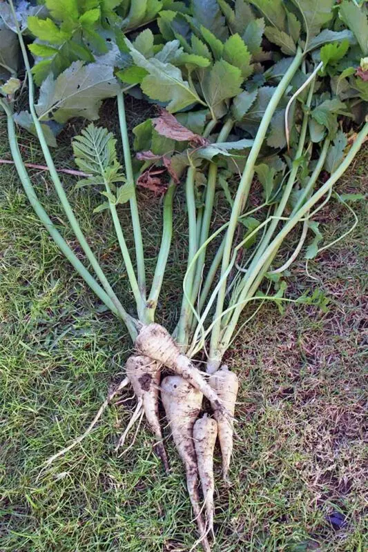 Parsnip vegetable: growing