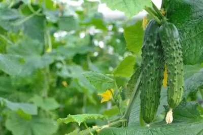 Parthenocarpic cucumbers: varieties