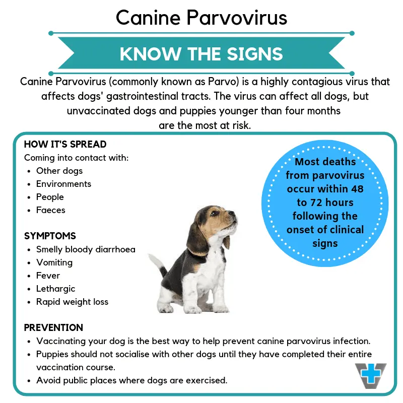 Parvovirus in dogs: how to treat my dog?