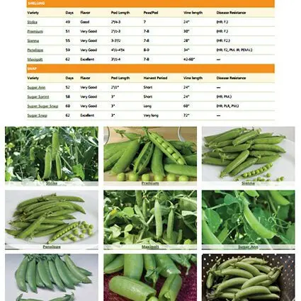 Pea varieties: description