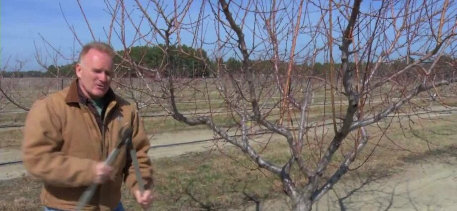 Peach in the fall: how to prune