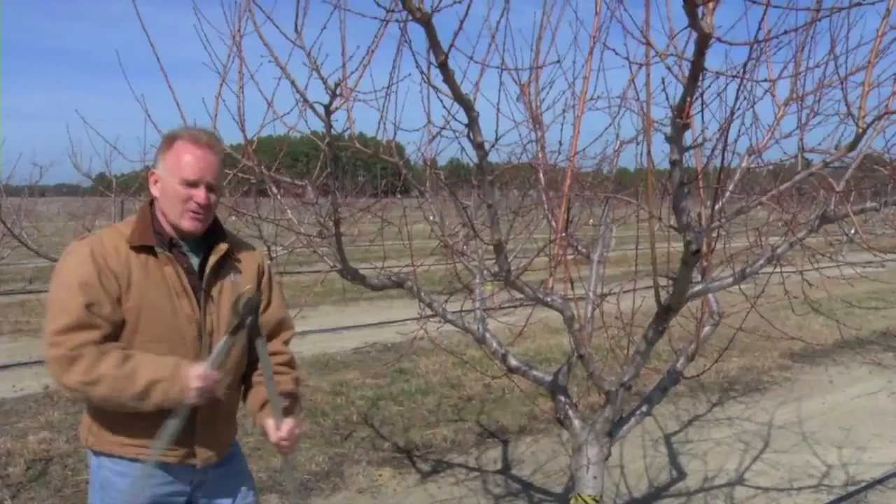 Peach in the fall: how to prune