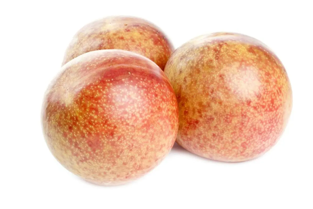Peach-plum hybrid name