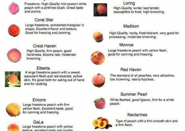 Peach varieties: description