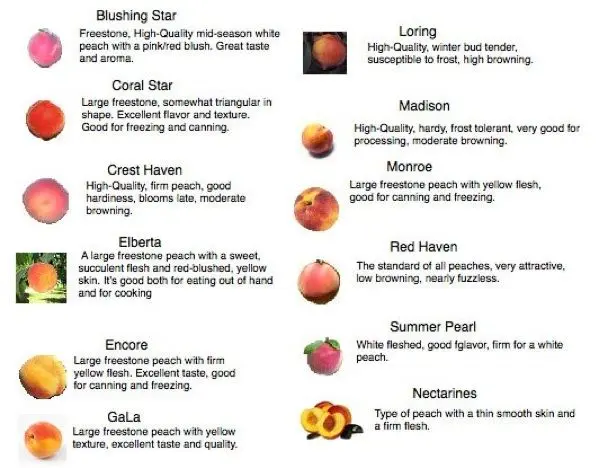 Peach varieties: description