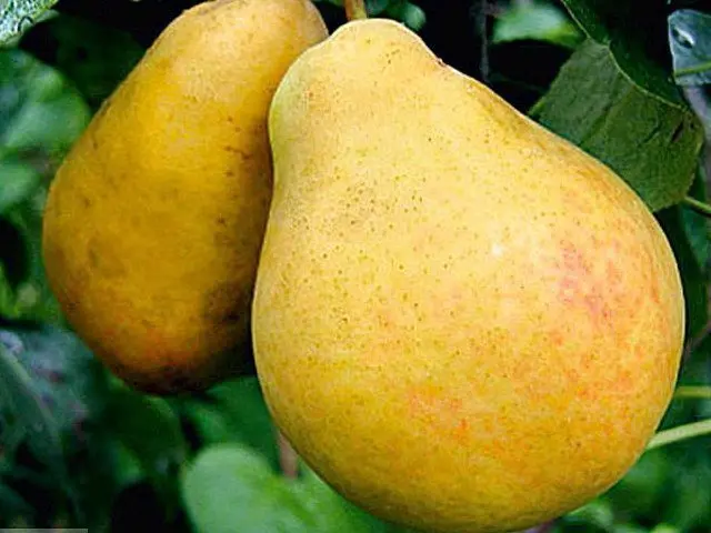 Pear Bere: description