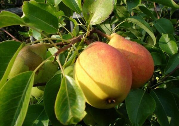 Pear Forest beauty: variety description