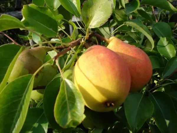 Pear Forest beauty: variety description