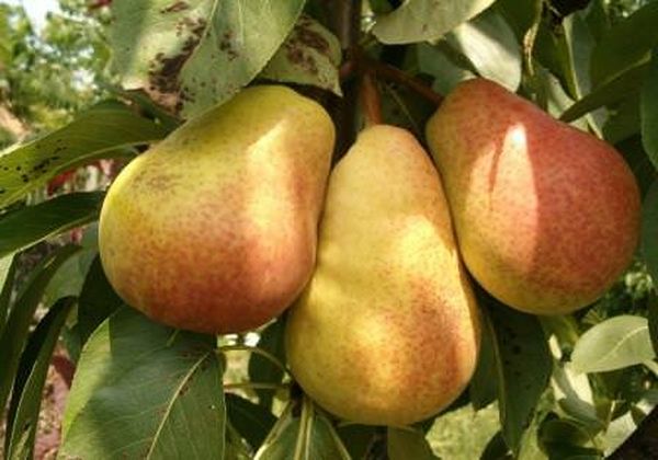 Pear Severyanka: variety description